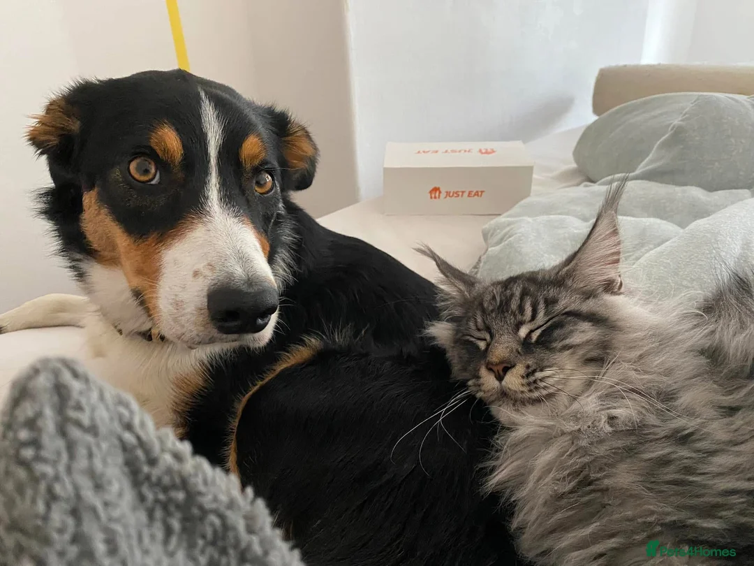 Border Collie dogs for sale: FREE Active, Loving Border Collie – 4 Years Old - Advert 6