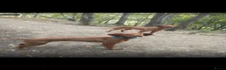 Hungarian Vizsla dogs for sale: Gunfield duel purpose - Exceptional Show & Working - Advert 21