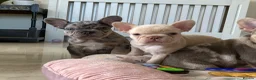 French Bulldog dogs for sale: TOP QUALITY FRENCH BULLDOG PUPPIES  - Advert 34