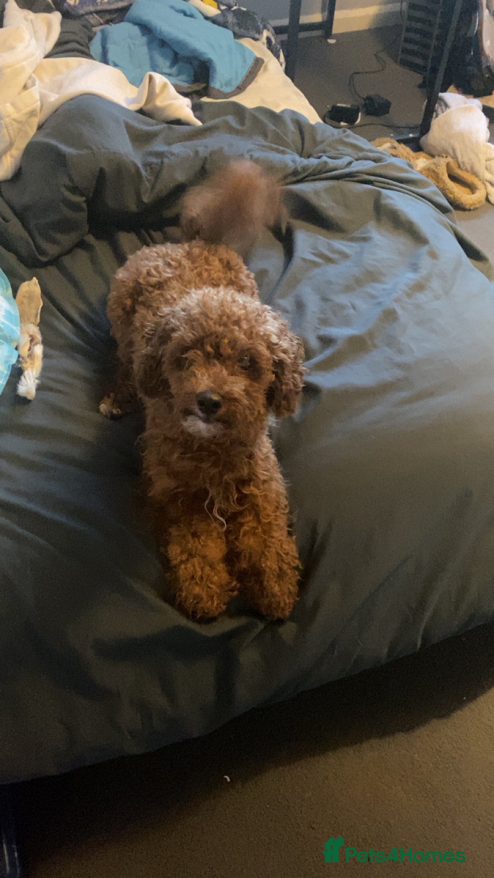 Toy Poodle dogs Clover. Looking for a loving home  - Advert 1