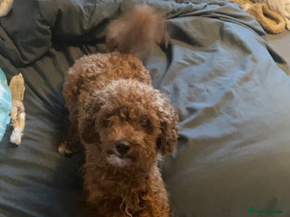Toy Poodle dogs Clover. Looking for a loving home - Advert 1
