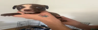 Mixed Breed 5