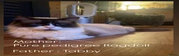 Ragdoll cats for sale: Ragdoll x tabby kittens  - Advert 3