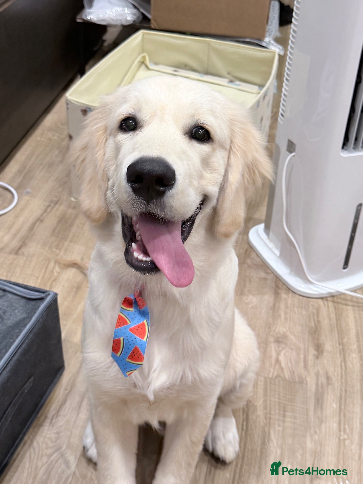 Golden Retriever dogs Golden Retriever Puppy Looking For Loving Home - Advert 4