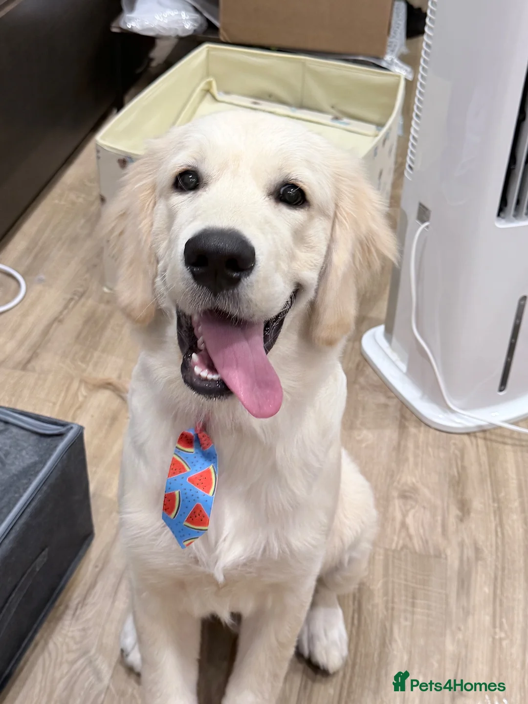 Golden Retriever dogs for sale: Golden Retriever Puppy Looking For Loving Home - Advert 1