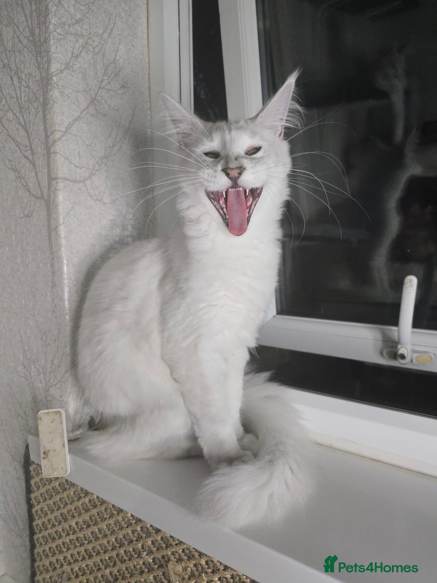 Maine Coon cats RARE Blue Silver Shell (Not White) Male Maine Coon - Advert 1