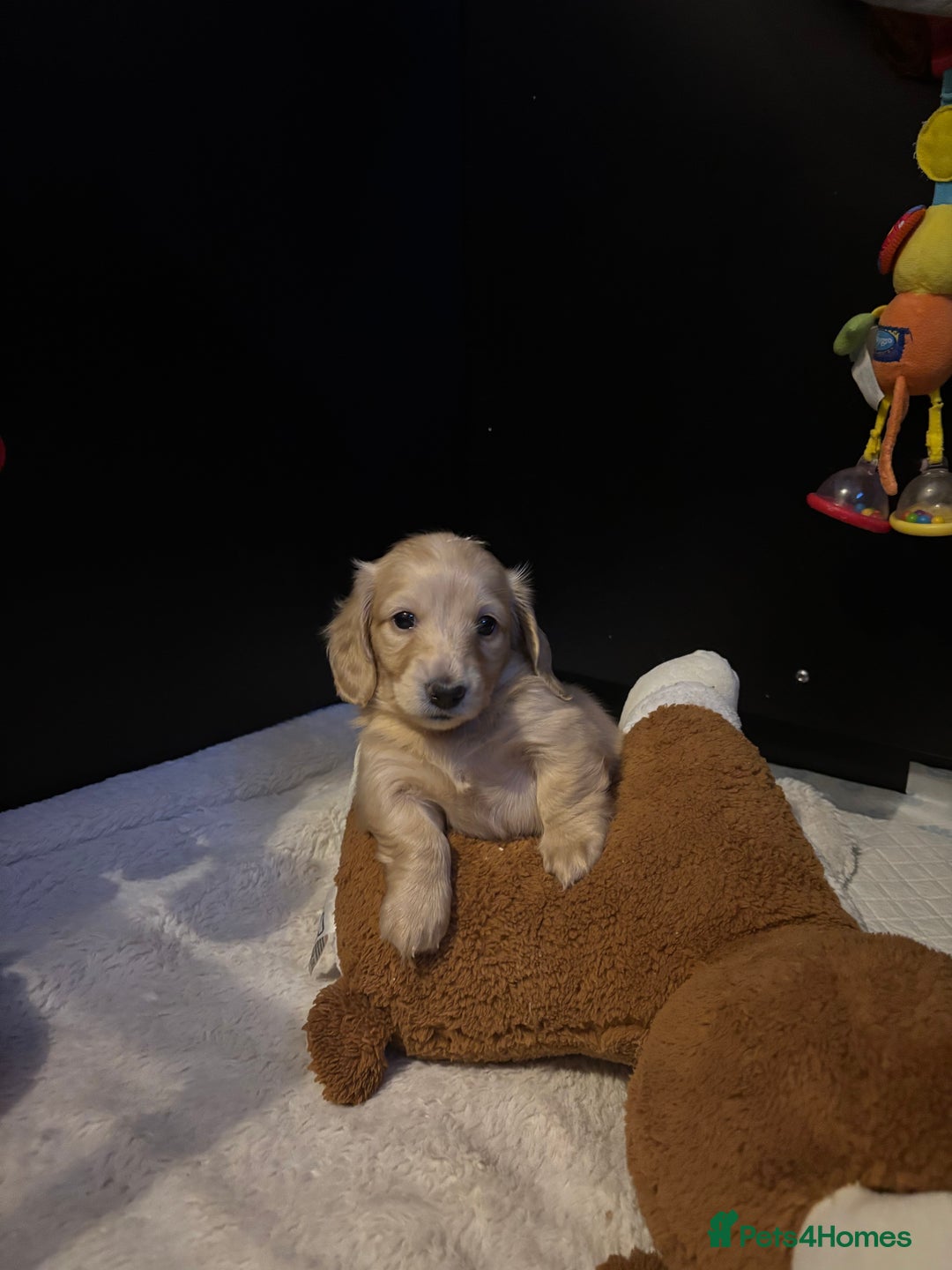Miniature Dachshund dogs for sale: English cream longhair miniature daschound  - Advert 14