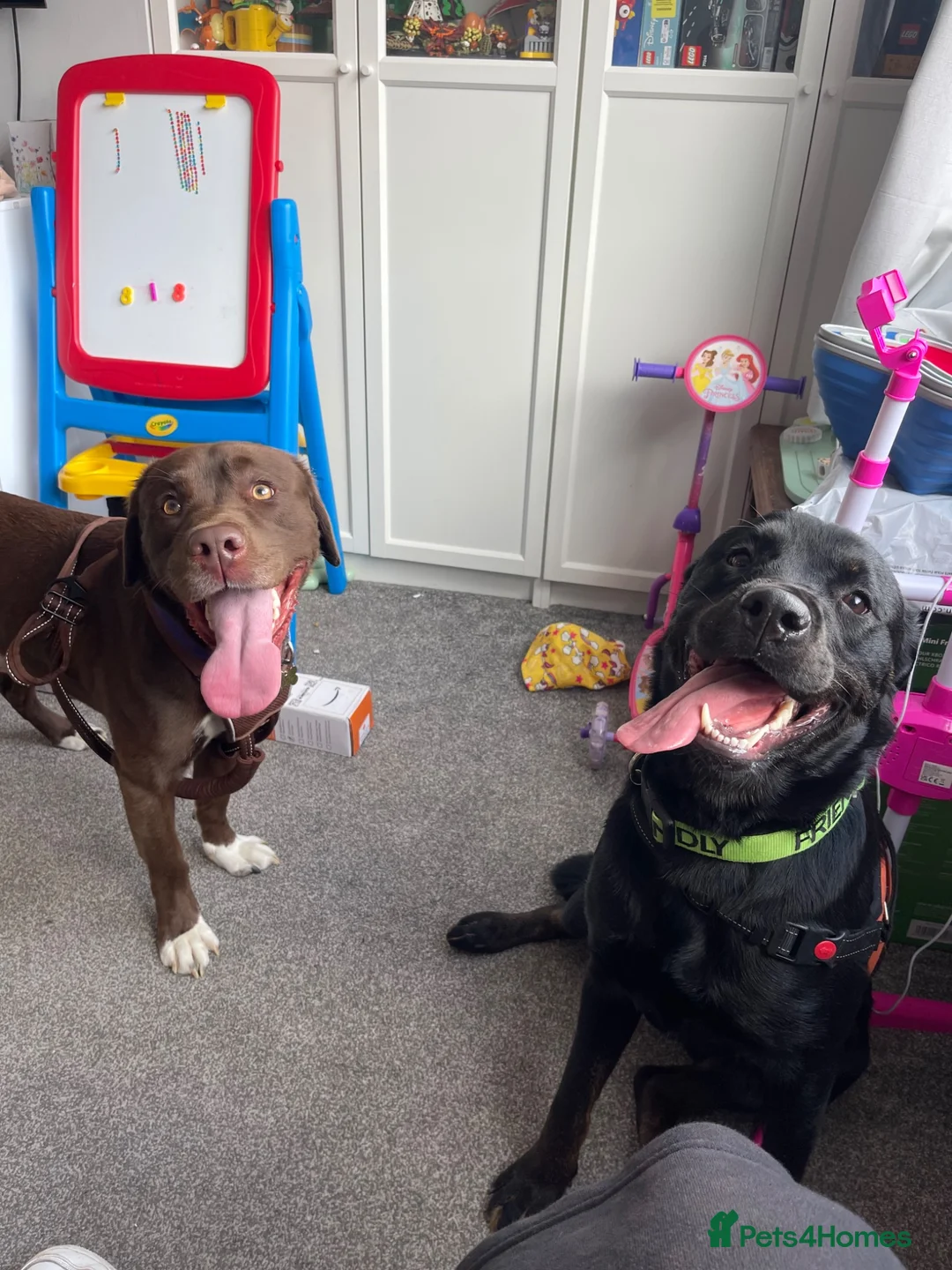 Mixed Breed dogs for sale: Luna - 1yr 2month old Rottweiler Cross - Advert 3