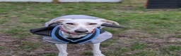 Lurcher dogs for adoption: Pirelli - Advert 2