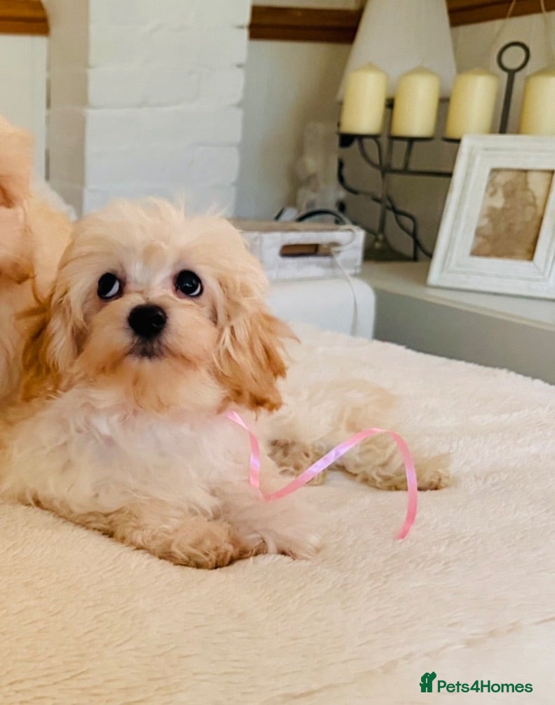 Maltipoo dogs * Tiny Korean Maltipoo Babies * - Advert 16