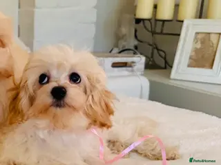 Maltipoo dogs * Tiny Korean Maltipoo Babies * - Advert 16