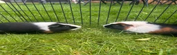 Guinea Pig rodents for sale: Hawk & Panda  - Advert 7