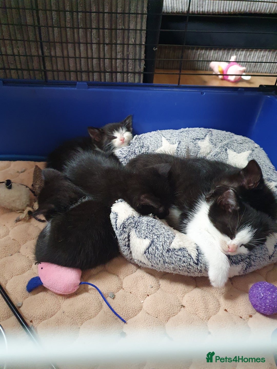 Mixed Breed cats for sale: Kittens  - Image 1