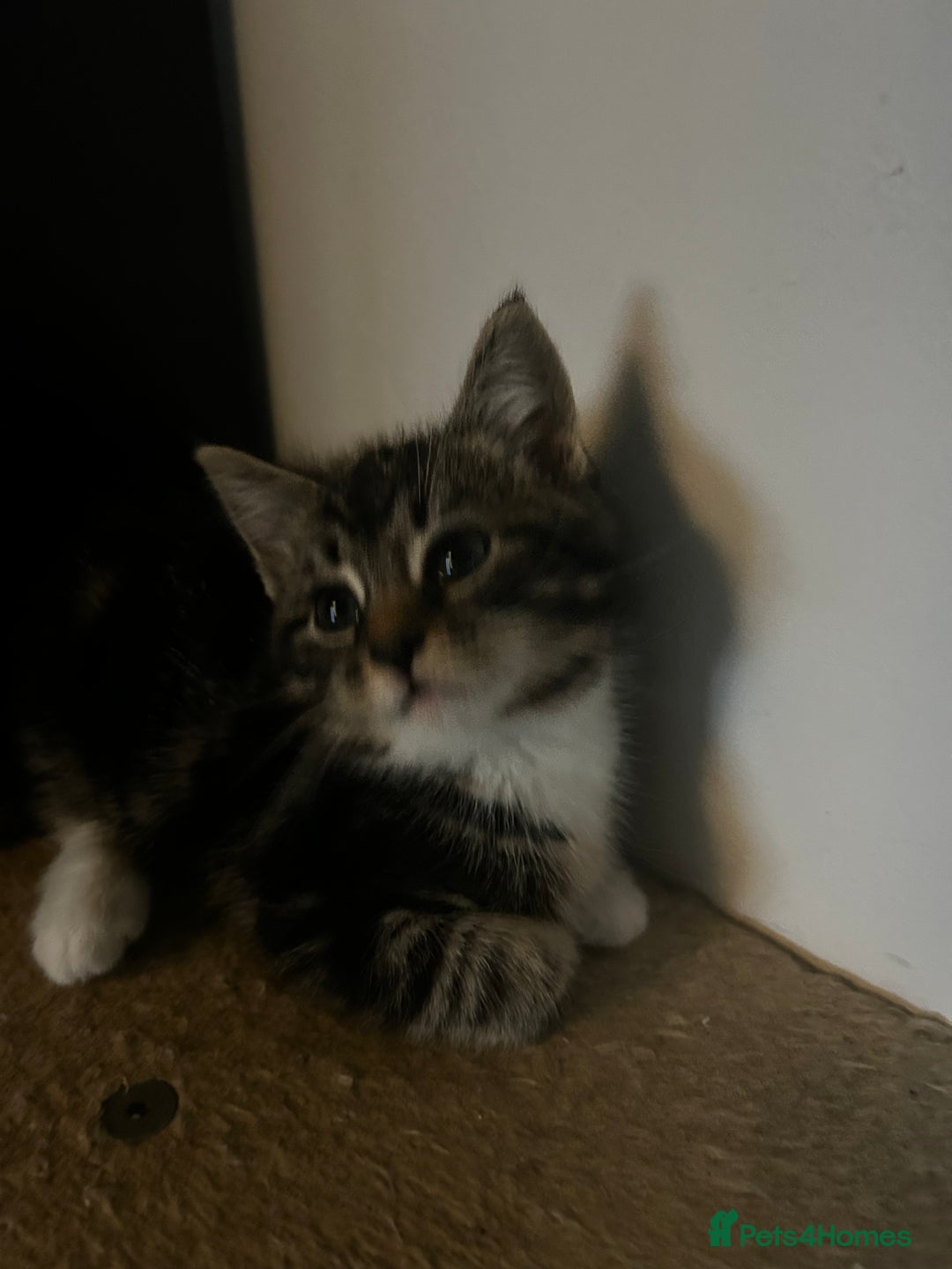 Domestic Shorthair cats for sale: Two gorgeous male kittens £100 each both £150 - Advert 6