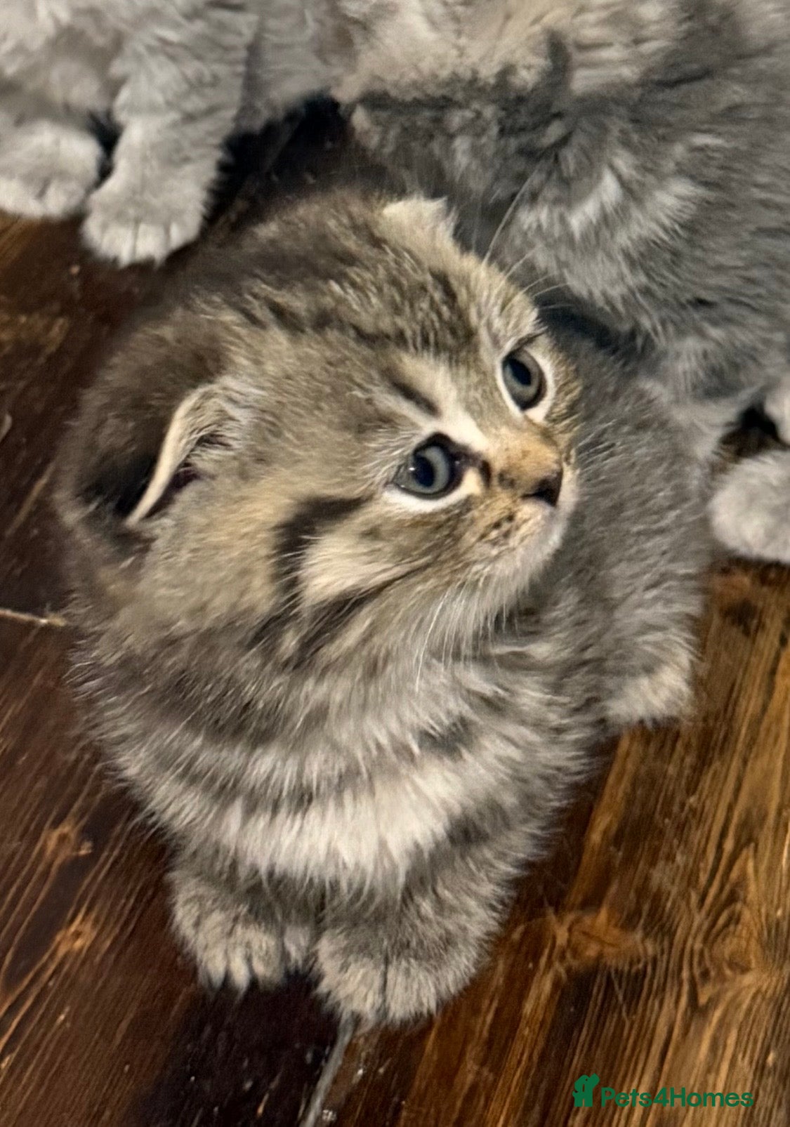British Shorthair cats Beautiful British Shorthair Kittens  - Advert 2