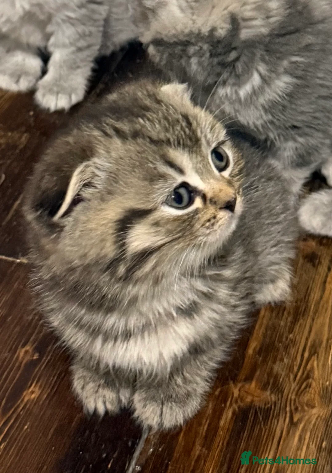 British Shorthair cats for sale: Beautiful British Shorthair Kittens  - Advert 2