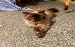 Ragdoll cats for sale: Lovely Ragdoll girl - Image 2