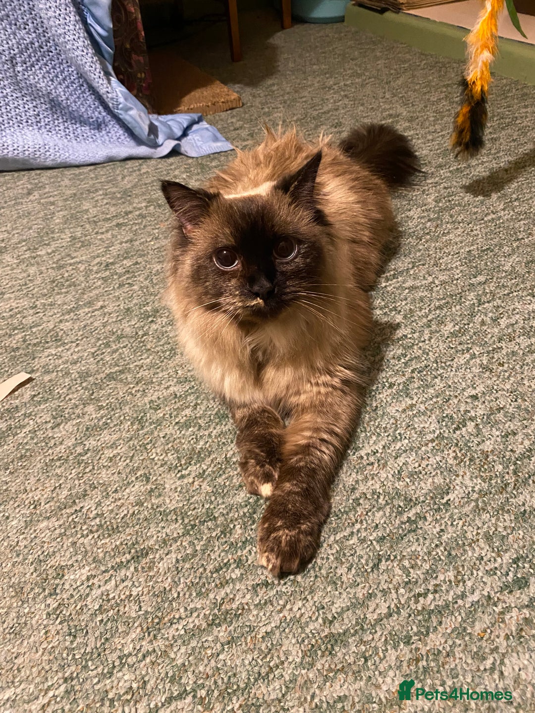 Ragdoll cats for sale: Lovely Ragdoll girl - Image 2