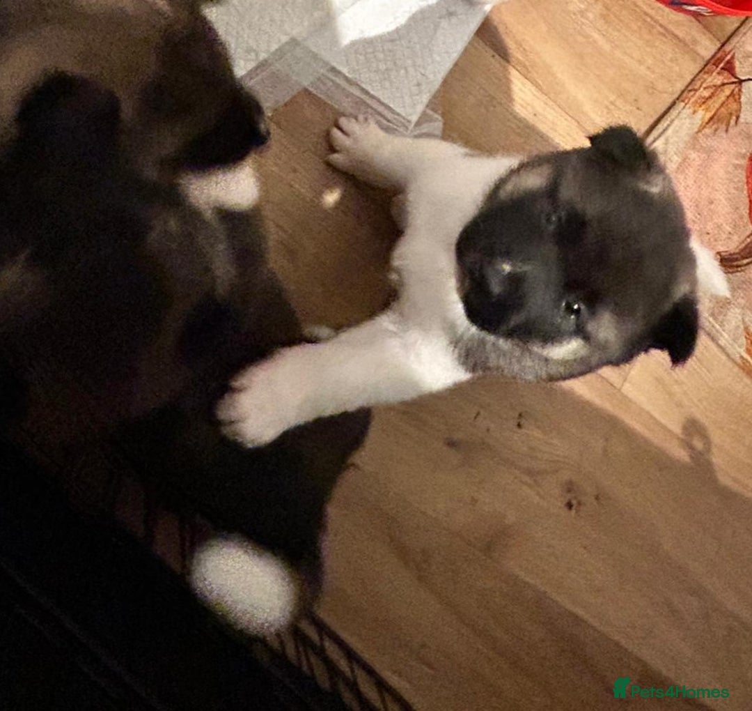 Akita dogs for sale: Beautiful puppy akita - Advert 3