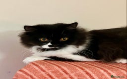 British Longhair cats for sale: Champion line kittens - Image 1
