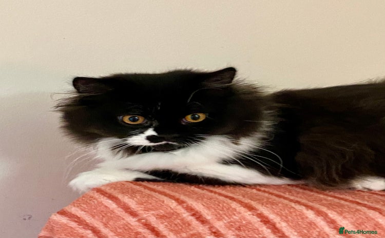 British Longhair cats - Advert 1