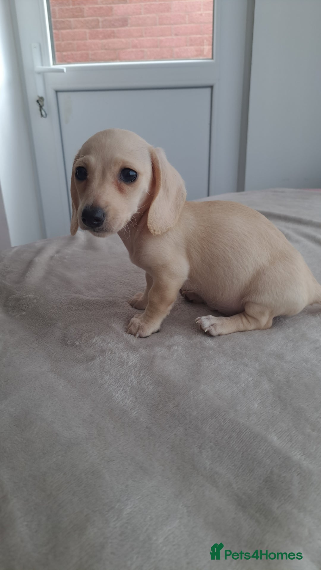 Dachshund dogs for sale: READY NOW - Miniature dachshunds cream girls  - Image 10