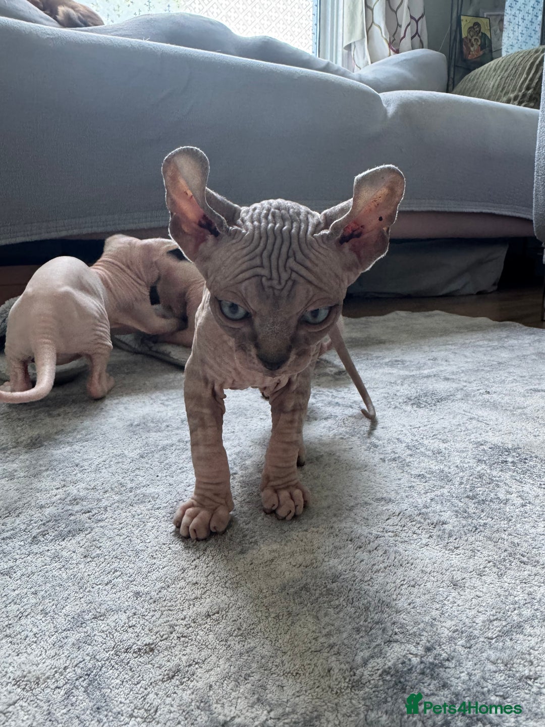 Sphynx cats for sale: Sphynx kittens - Image 2