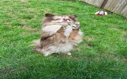 Pomeranian dogs for stud: Beautiful Rare Merle Pomeranian For Stud in Chesterfield - Image 14