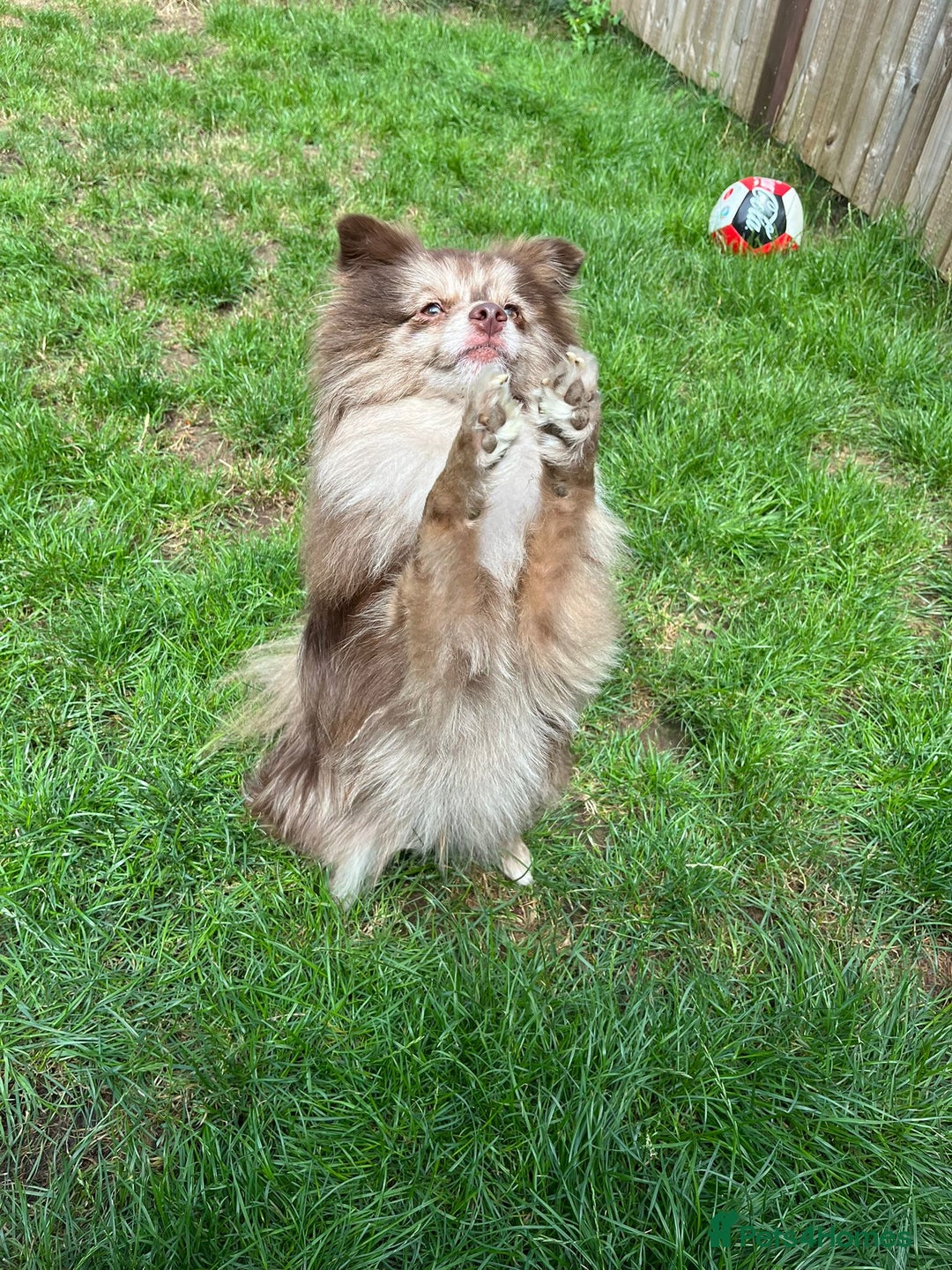 Pomeranian dogs for stud: Beautiful Rare Merle Pomeranian For Stud in Chesterfield - Image 14