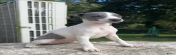 Whippet dogs for sale: 🥰LAST TWO WHIPPET BOYS REMAINING🥰 - Advert 11
