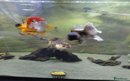 Fancy Goldfish fish for sale: Large oranda goldfish see description  - Image 7