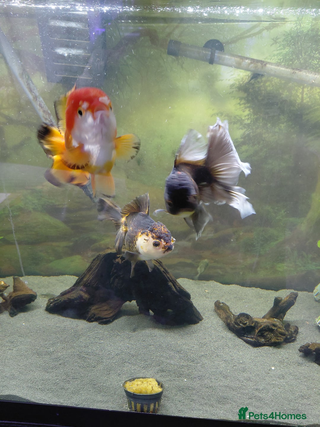 Fancy Goldfish fish for sale: Large oranda goldfish see description  - Image 7