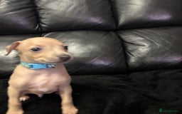 Italian Greyhound dogs for sale: Beautiful Italian Greyhound puppies - Image 4