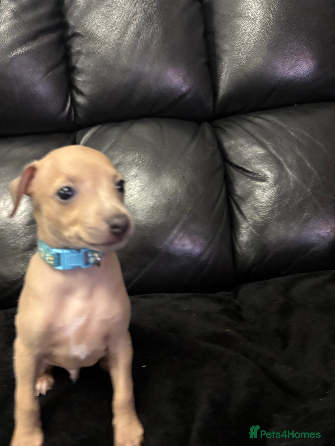 Italian Greyhound dogs for sale: Beautiful Italian Greyhound puppies - Image 4