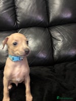 Italian Greyhound dogs Beautiful Italian Greyhound puppies - Advert 1