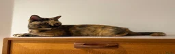 British Shorthair cats for sale: Tortie Female BSH **ACTIVE** GCCF Registered - Advert 1