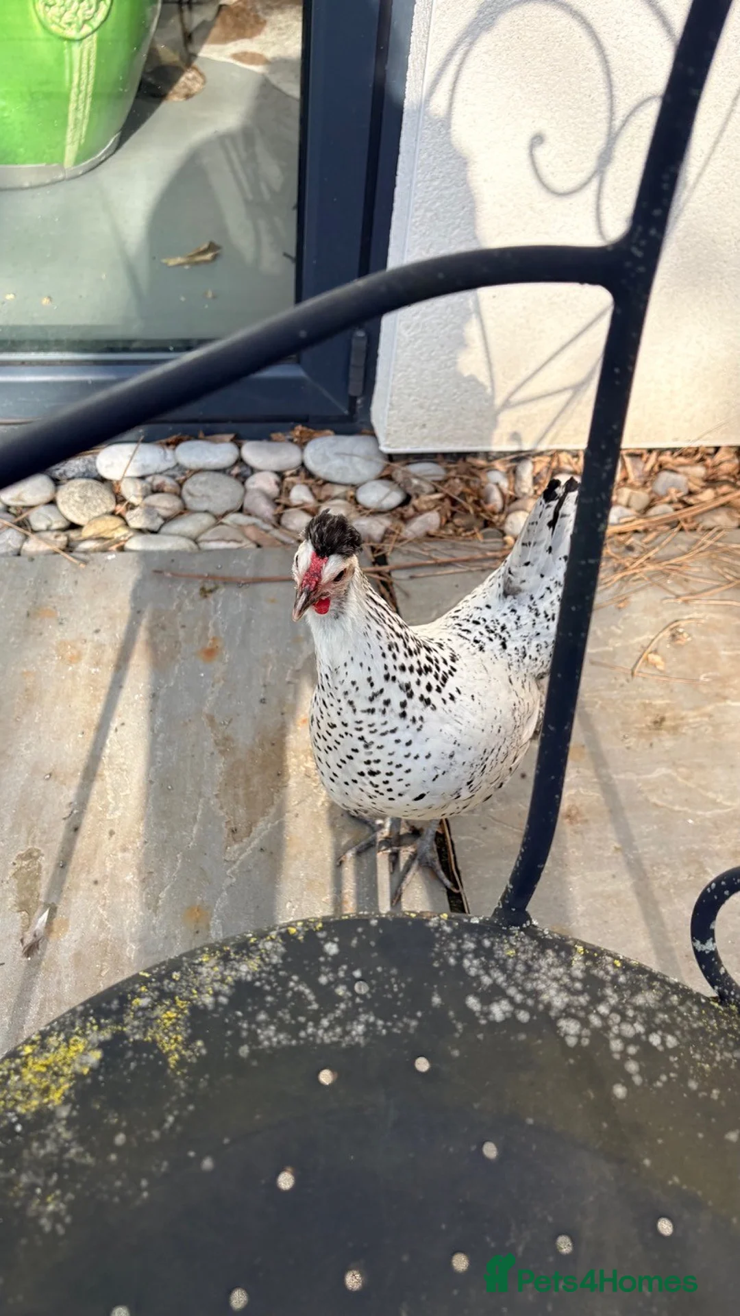 Chickens poultry for sale: Silver Spangled Appenzeller Spitzhauben bantam - Advert 6