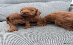 Cockapoo dogs for sale: Fox Red Super Quality Cockapoos - Image 7
