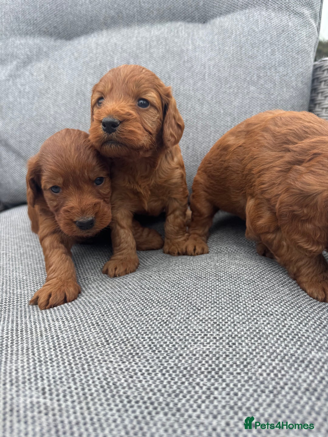 Cockapoo dogs for sale: Fox Red Super Quality Cockapoos - Image 7