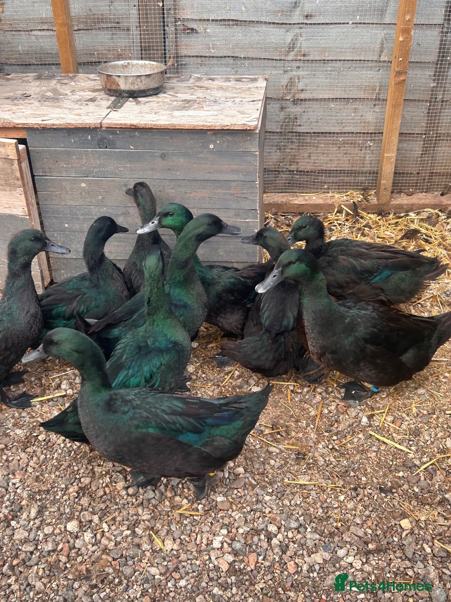 Ducks poultry Cayuga ducks available  - Advert 1