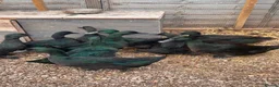 Ducks poultry for sale: Cayuga ducks available  - Advert 1