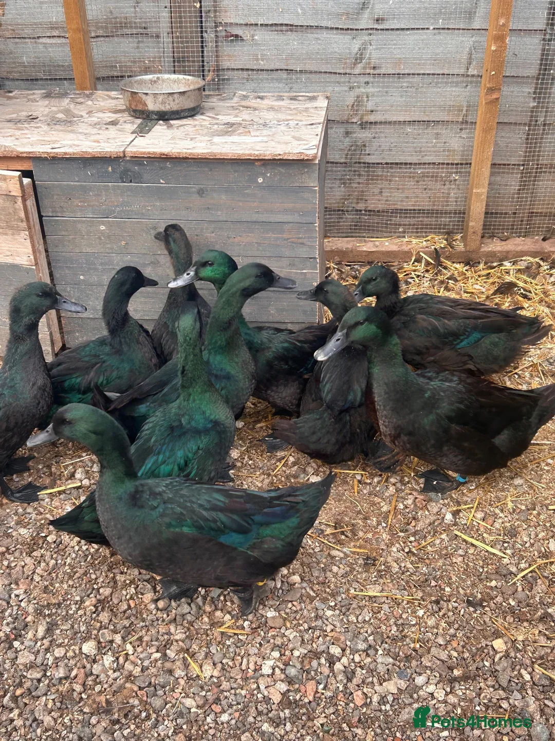 Ducks poultry for sale: Cayuga ducks available  - Advert 1