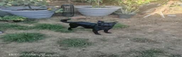 Mixed Breed dogs for sale: Beautiful jet-black French × Brussels Griffon boy in Croydon - Advert 3