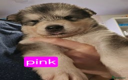 Alaskan Malamute dogs for sale: 2 female alaskan malamute girls ready now!! - Image 13