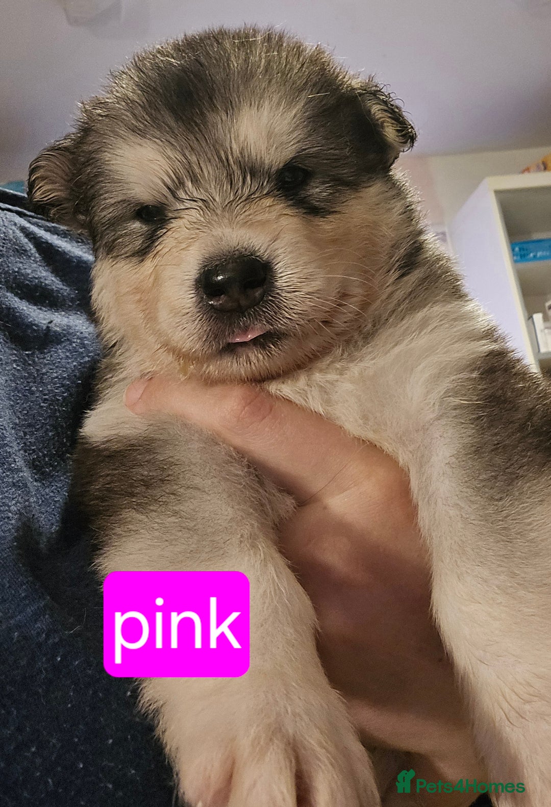 Alaskan Malamute dogs for sale: 2 female alaskan malamute girls ready now!! - Image 13