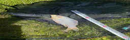 Koi Carp fish for sale: Pond closure in Dudley - Advert 7
