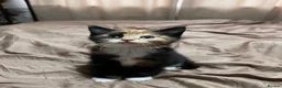 Mixed Breed cats for sale: 4 tortie female kittens - Advert 12