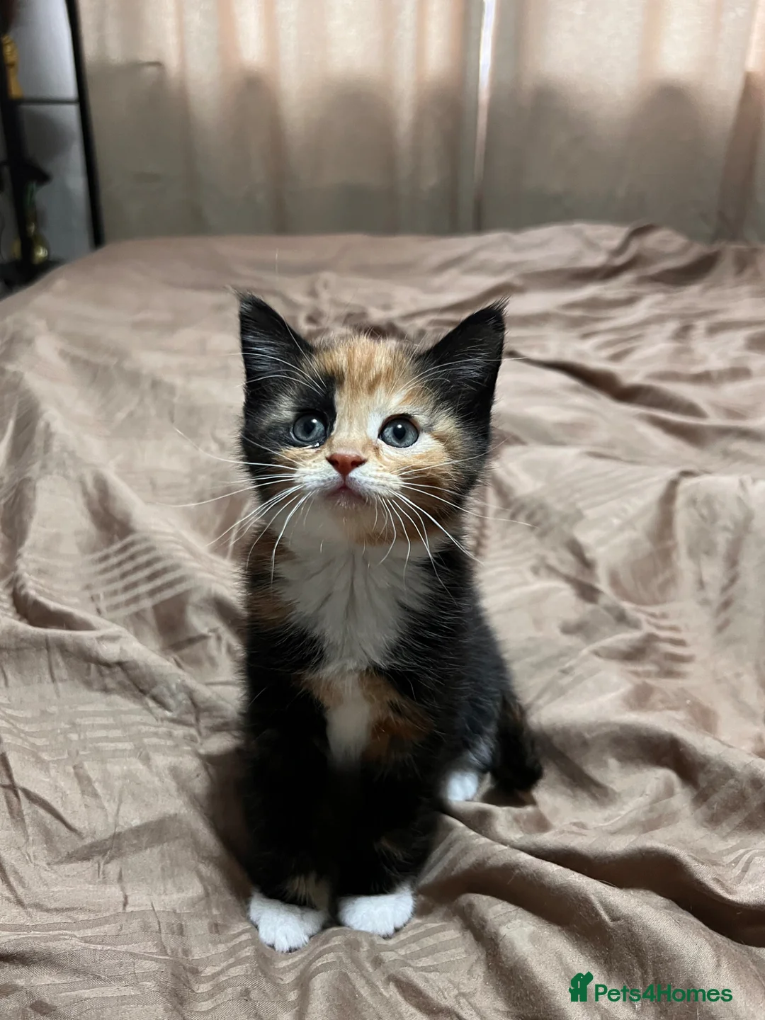 Mixed Breed cats for sale: 4 tortie female kittens - Advert 12