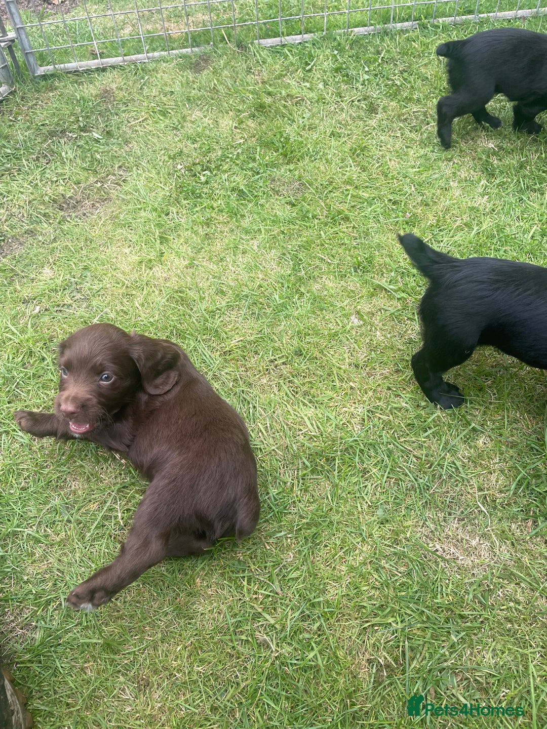 Cocker Spaniel dogs for sale: Kc reg cocker spaniel  - Image 3