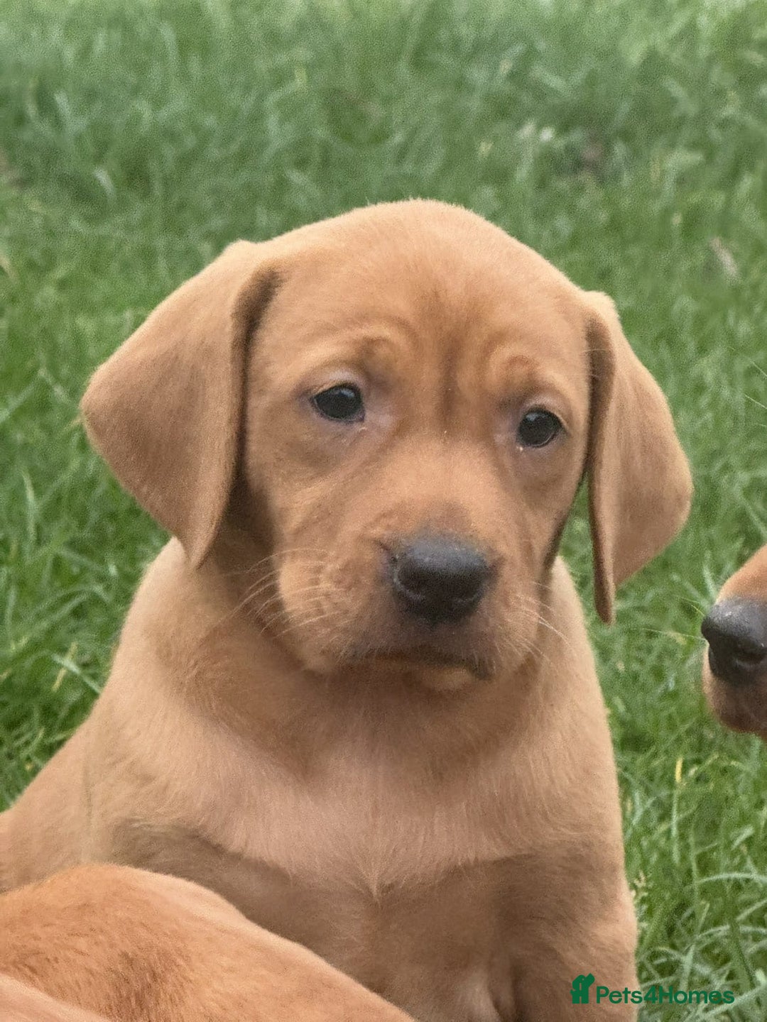 Mixed Breed dogs for sale: Vizsla x Labrador  - Image 11